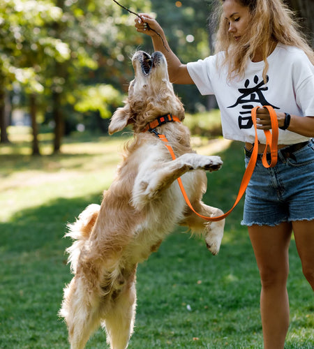 Reflective Dog Collar for a Small, Medium, Large Dog or Puppy with a Quick Release Buckle - Boy and Girl - Nylon Suitable for Swimming (10-13 Inch, Orange)